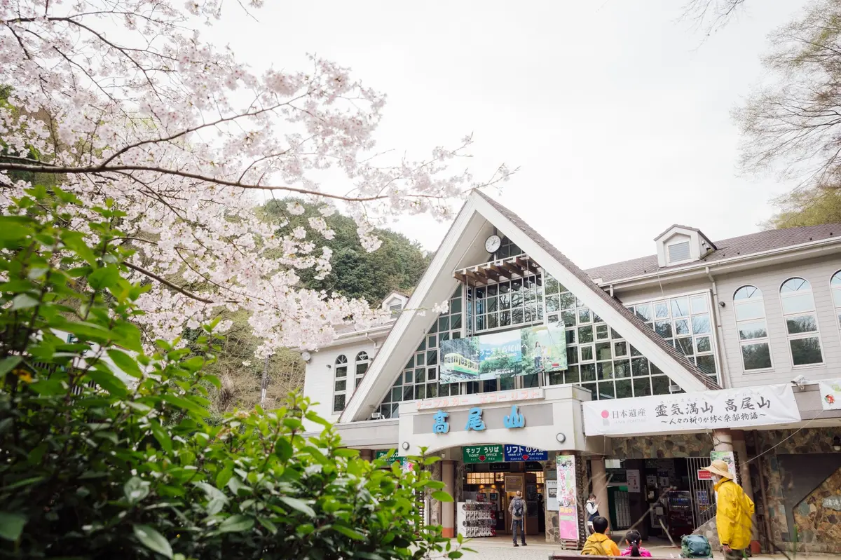 清滝駅前広場の桜