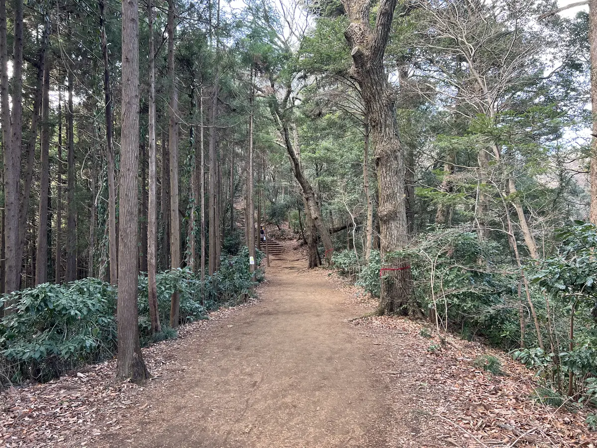 稲荷山コースの尾根道