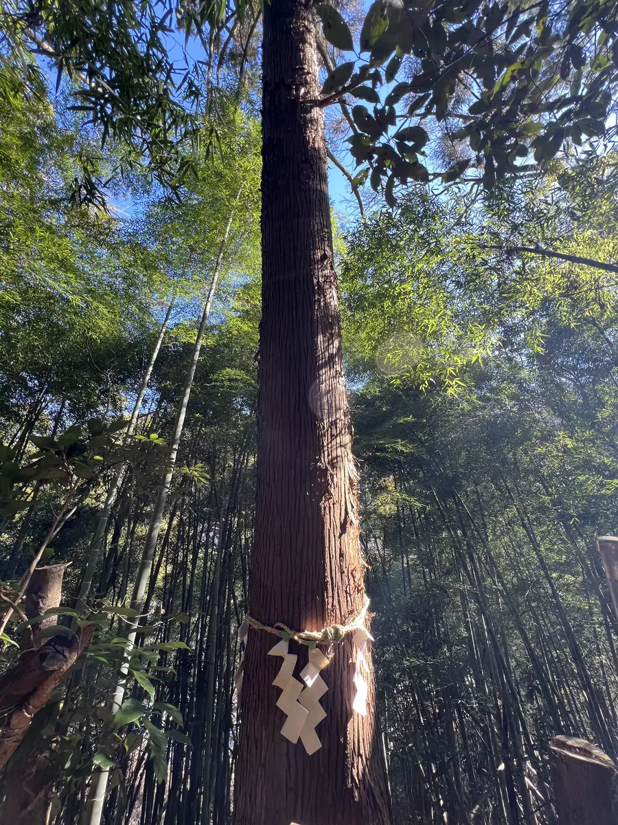 氷川神社 二代目御神木