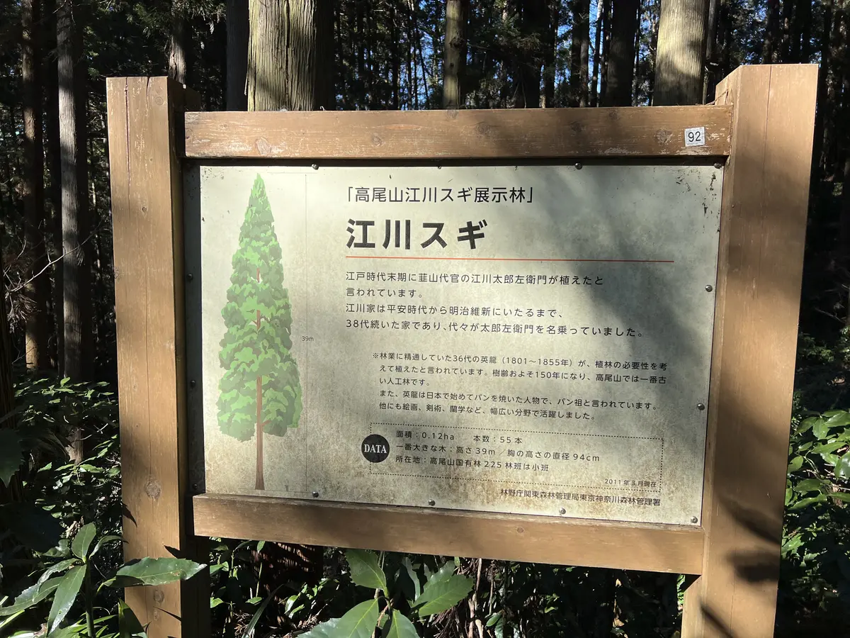 5号路の江川スギ