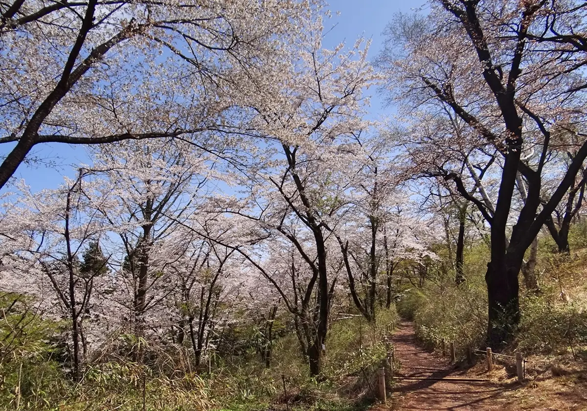 一丁平の千本桜