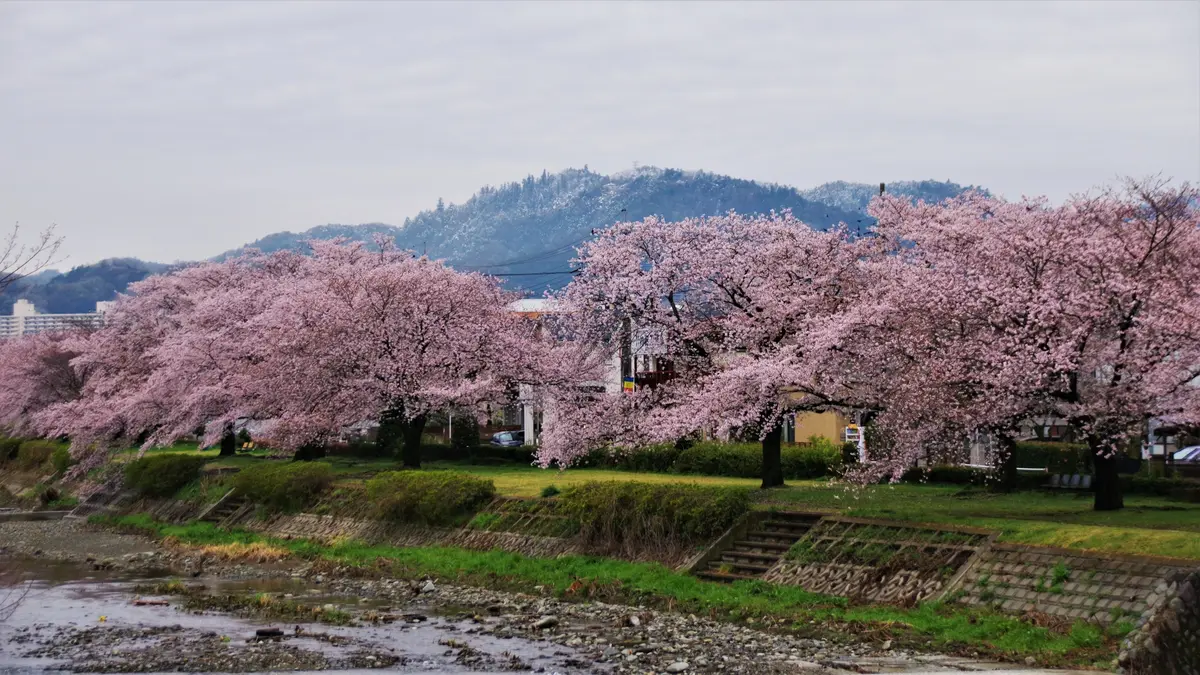 浅川の桜越しに眺める高尾山