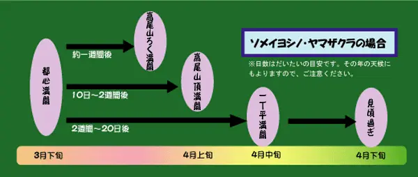 高尾山の桜の見頃マップ