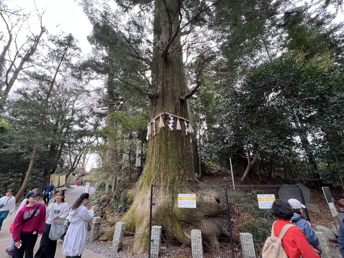 たこ杉