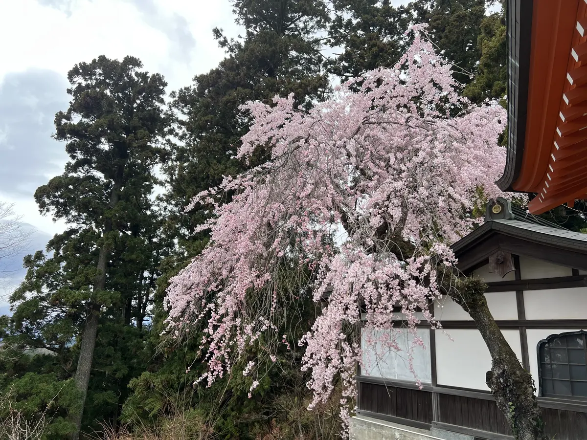 仁王門の枝垂れ桜