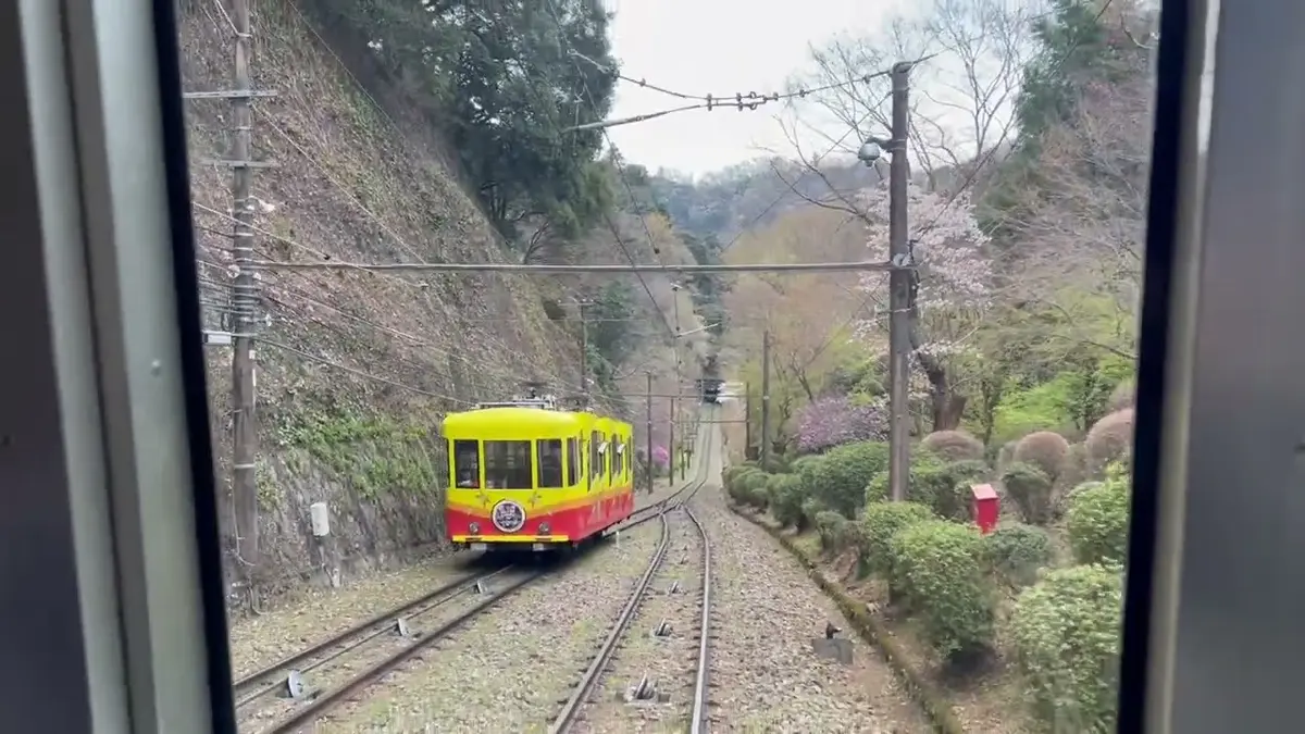 ケーブルカーから眺める山桜
