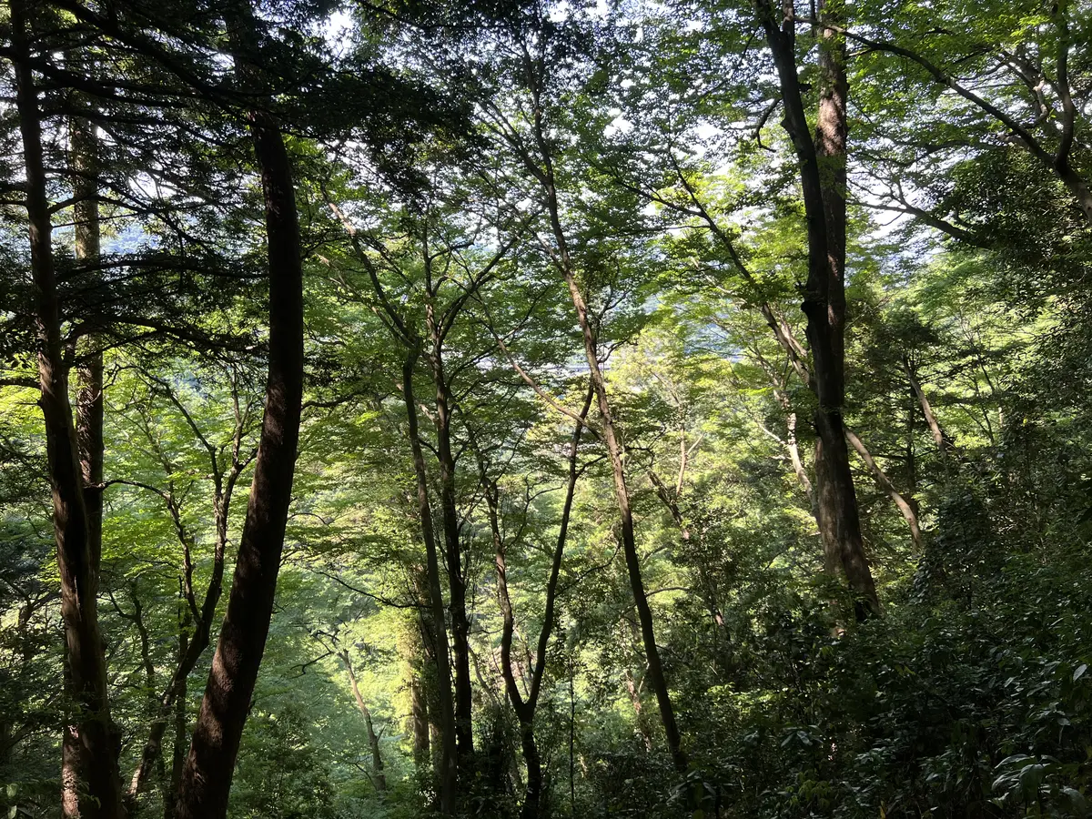 木々の間から見える圏央道