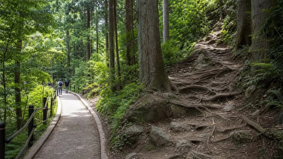 高尾山の舗装路と自然の山道の地形の違い